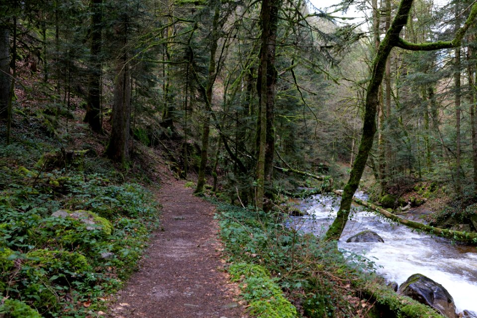 Trail next to Grobbach 2020-03-13 01