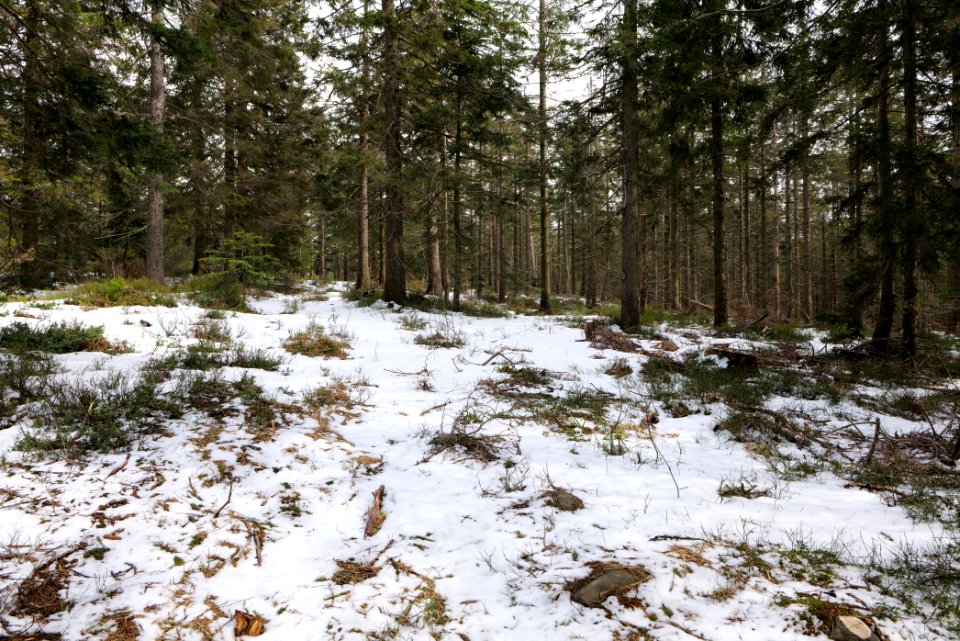 Trail from Ochsenstall Hornisgrinde to Hundsrücken 2020-03-14 14