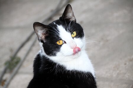 Cat eyes domestic animal portrait photo