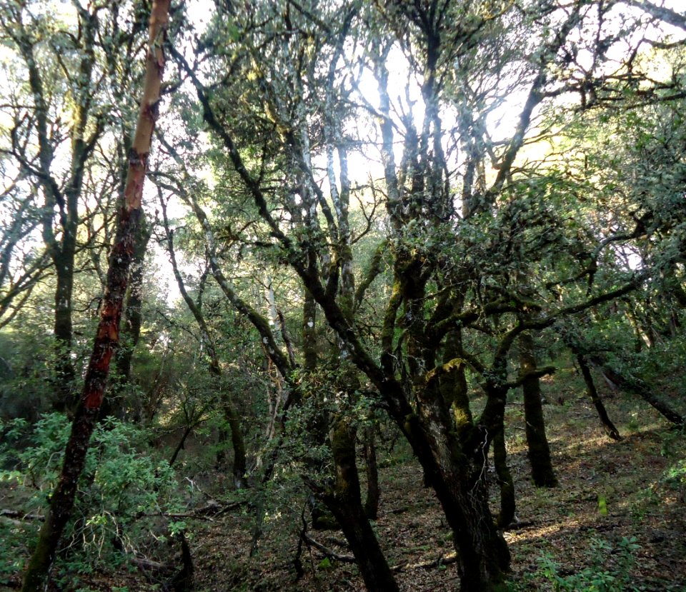 Trees in Santa Cruz Mountains
