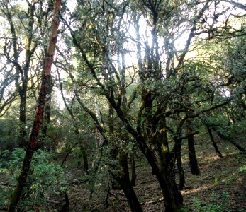 Trees in Santa Cruz Mountains