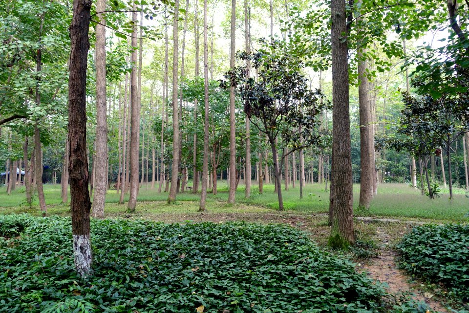 Trees - Chengdu Botanical Garden - Chengdu, China - DSC03515