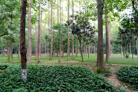 Trees - Chengdu Botanical Garden - Chengdu, China - DSC03515