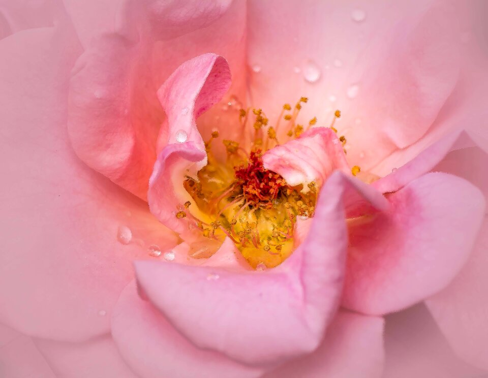 Macro beautiful flower blossom