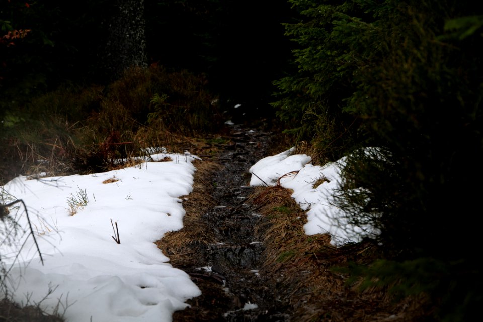 Trail in the Black Forest at north of Obertal Baiersbronn 2020-03-11 43