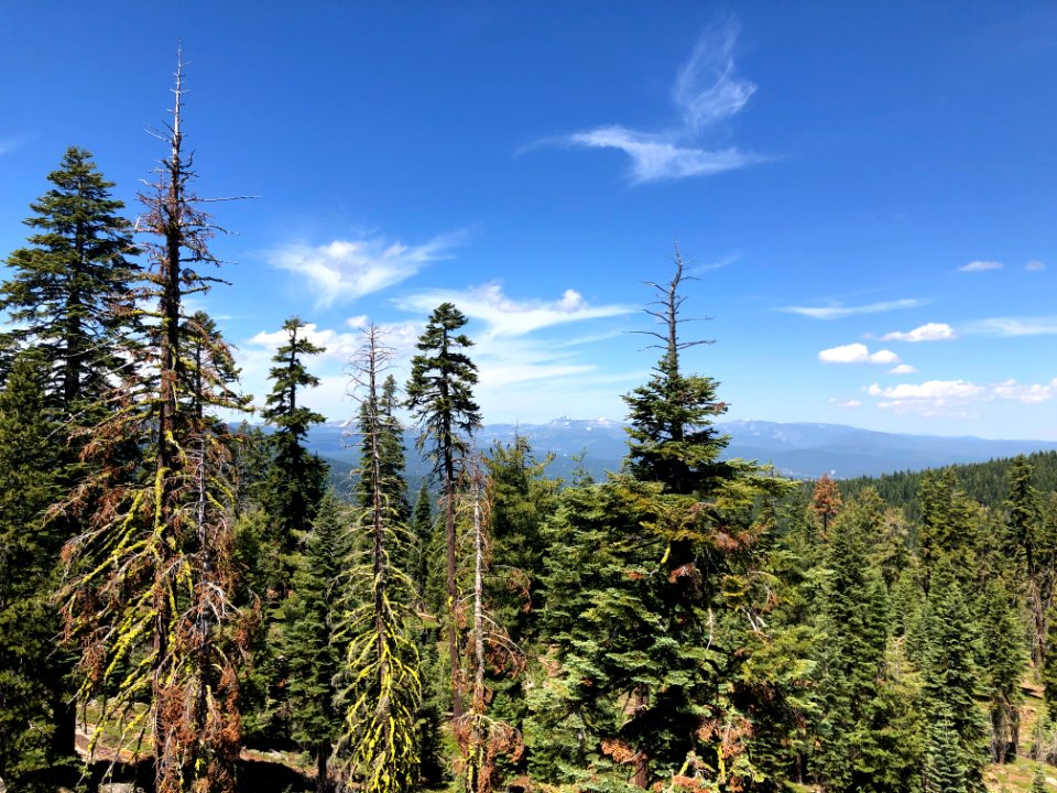 Trees Near Lake Tahoe
