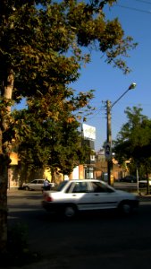 Trees in sidewalk of 17 Shahrivar st - Nishapur 7 photo