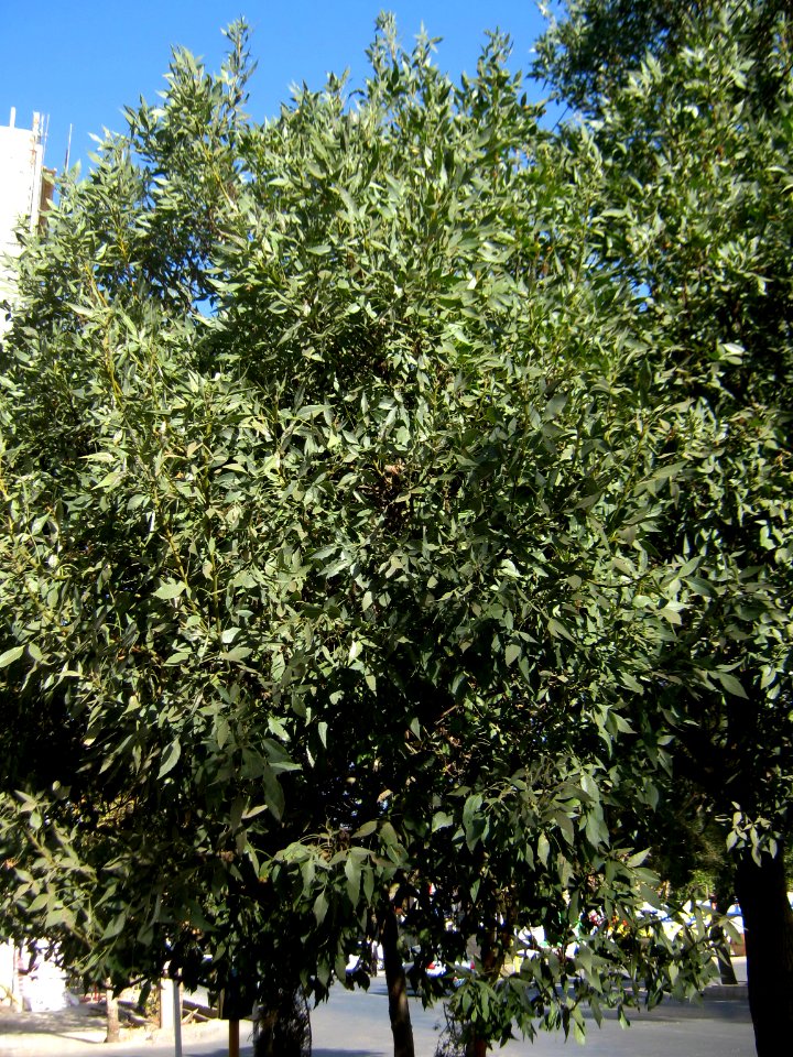 Trees - west farahbakhsh st - Nishapur 4