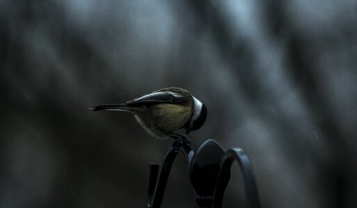 Beak dark night