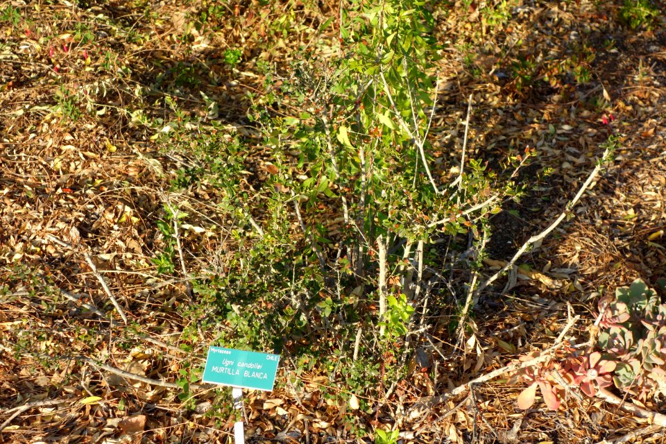 Ugni candollei - San Luis Obispo Botanical Garden - DSC06007