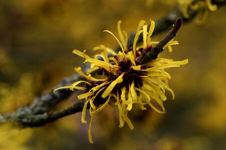 Flora witch hazel yellow