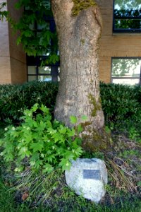Tree of Hippocrates - University of British Columbia Vancouver - DSC08560
