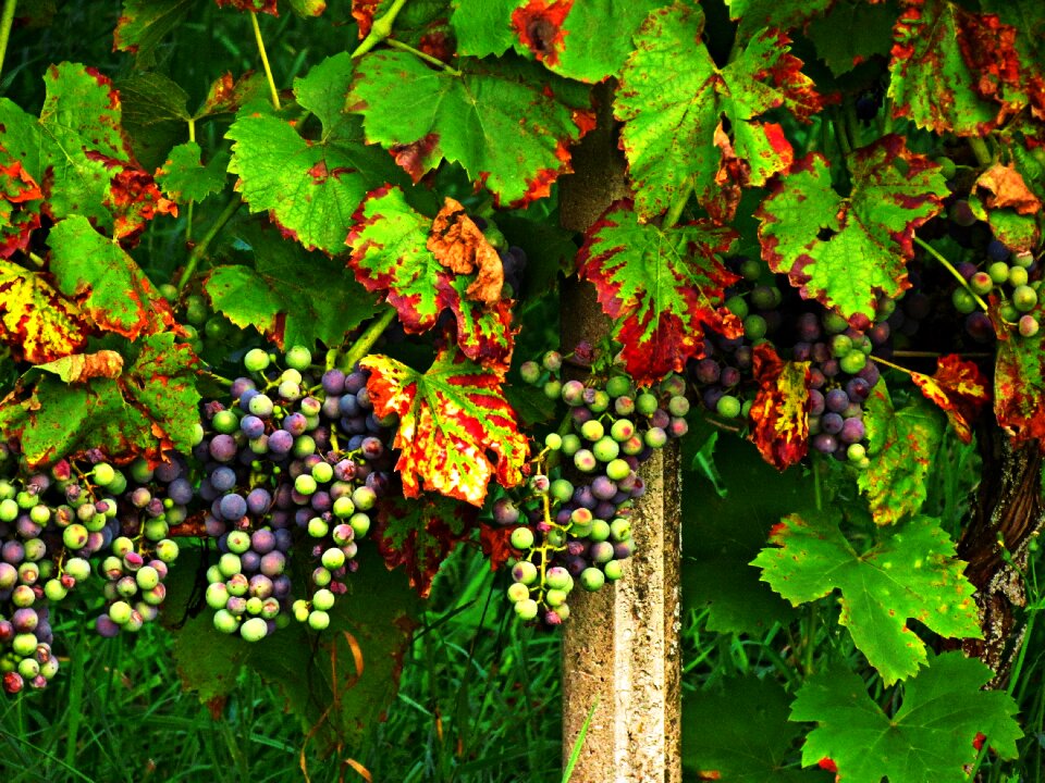 Autumn fruit colors