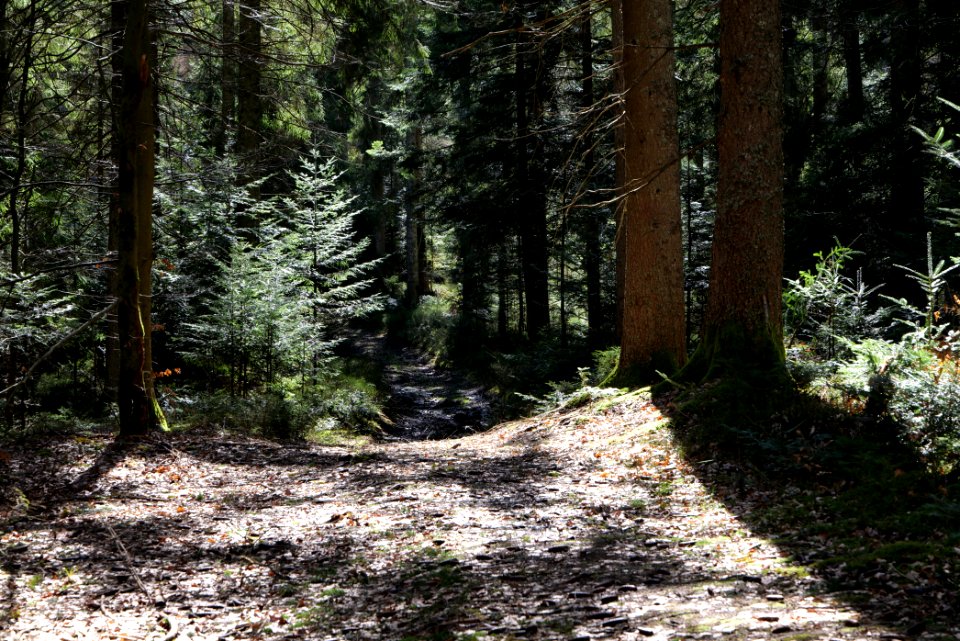 Trail from Schwarzenbachtalsperre to Untere Birkenaustraße 2020-03-15 01
