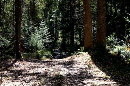 Trail from Schwarzenbachtalsperre to Untere Birkenaustraße 2020-03-15 01
