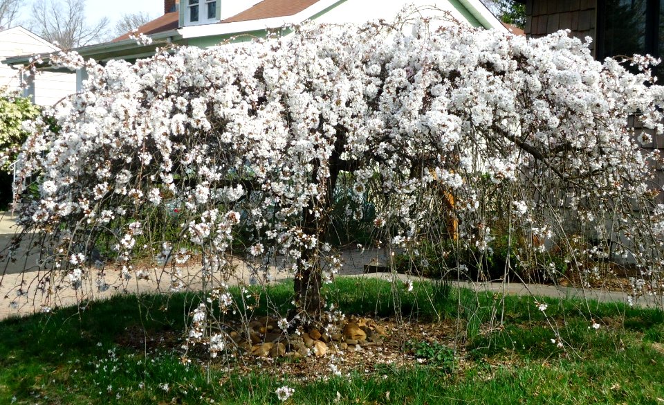 Tree Summit NJ flowering March 2012.5