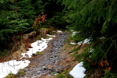 Trail in the Black Forest at north of Obertal Baiersbronn 2020-03-11 45
