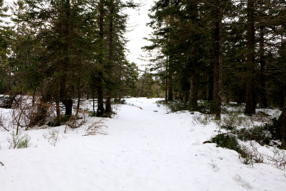 Trail from Ochsenstall Hornisgrinde to Hundsrücken 2020-03-14 16