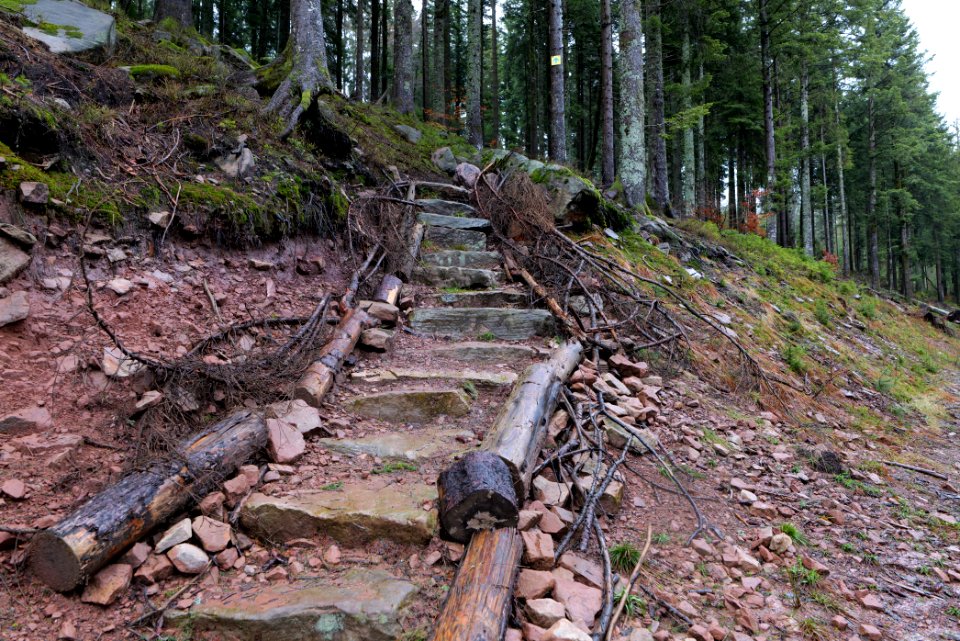Trail in the Black Forest at north of Obertal Baiersbronn 2020-03-11 23