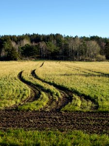 Tractor tracks in Gåseberg photo