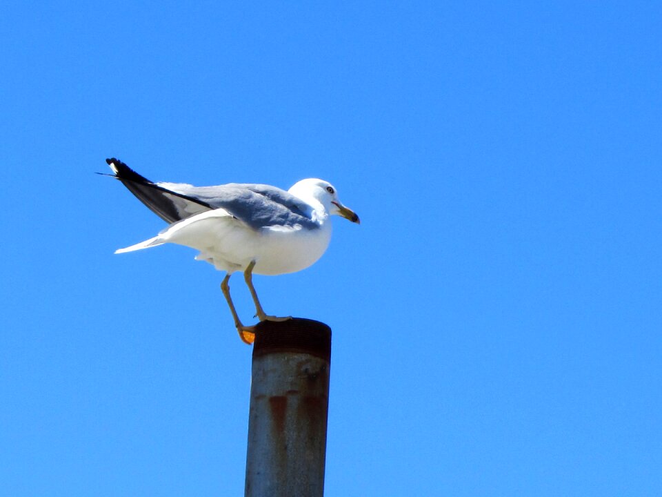 Bird seagull blue sky