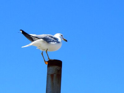 Bird seagull blue sky photo