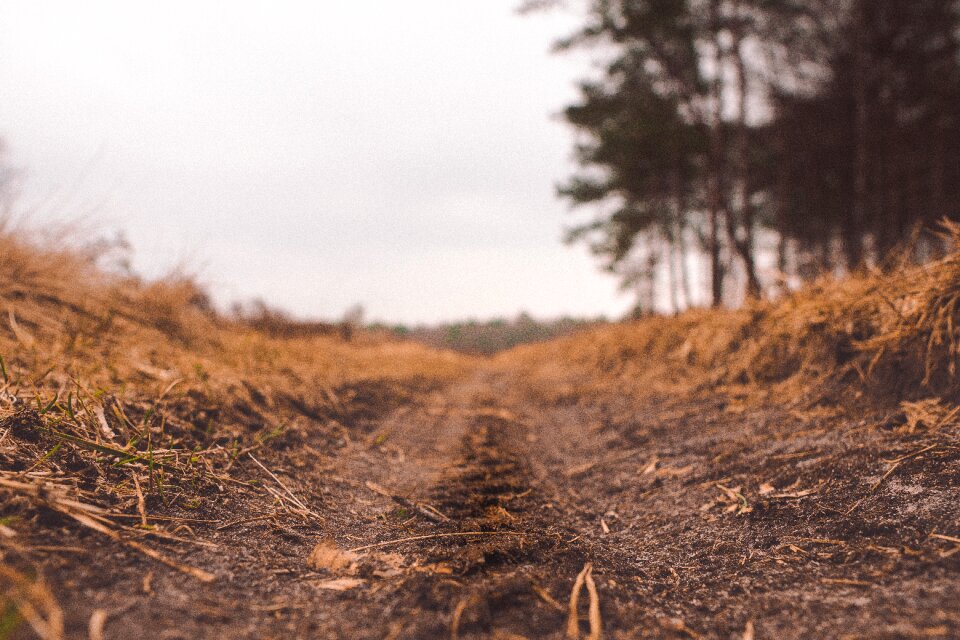 Landscape wood soil