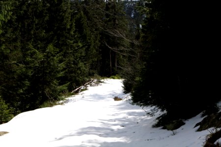 Trail from Ochsenstall Hornisgrinde to Kleine Grinde 2020-03-14 07