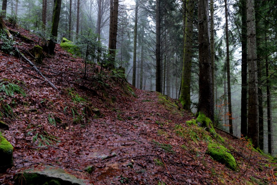 Trail in the Black Forest at north of Obertal Baiersbronn 2020-03-11 08
