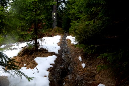 Trail in the Black Forest at north of Obertal Baiersbronn 2020-03-11 44