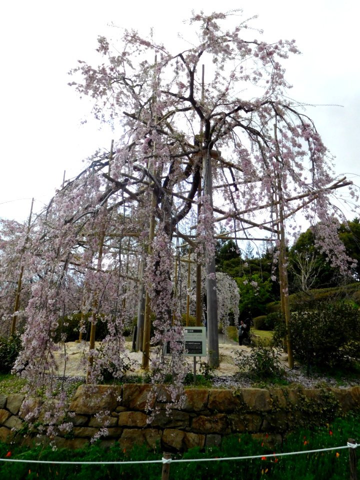 Uji City Botanical Garden DSCN2781