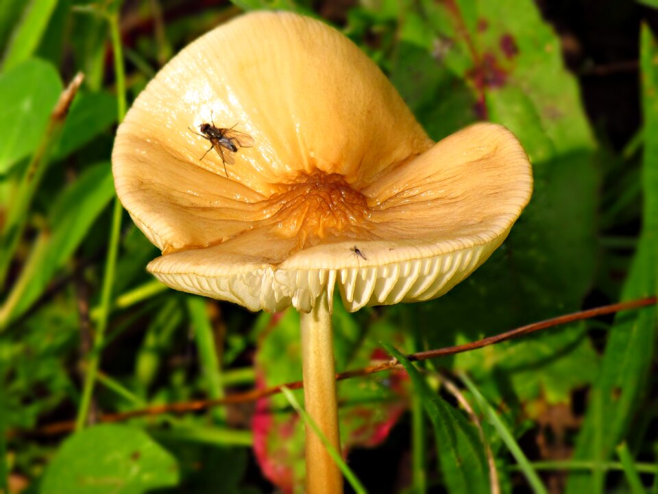 Forest nature poisonous mushroom
