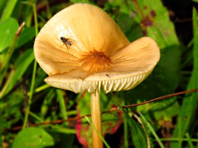 Forest nature poisonous mushroom photo