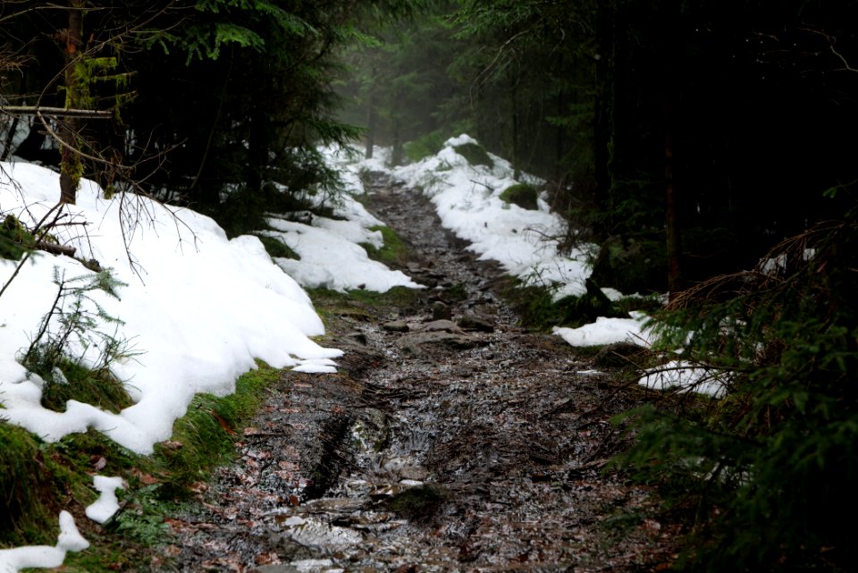 Trail in the Black Forest at north of Obertal Baiersbronn 2020-03-11 46
