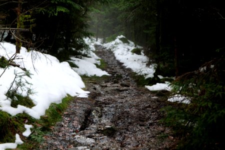 Trail in the Black Forest at north of Obertal Baiersbronn 2020-03-11 46