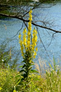 Verbascum densiflorum 1