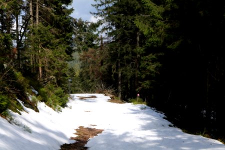 Trail from Ochsenstall Hornisgrinde to Kleine Grinde 2020-03-14 04