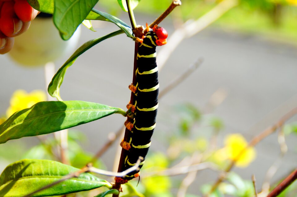 Close up butterfly caterpillar