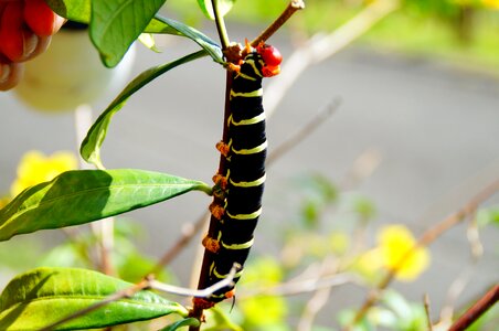 Close up butterfly caterpillar photo
