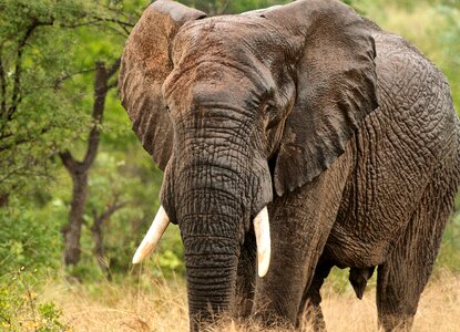 Wildlife nature tourism