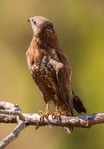 Animal beak falcon photo