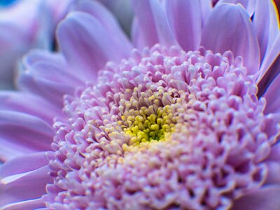 Bloom petals lilac flower