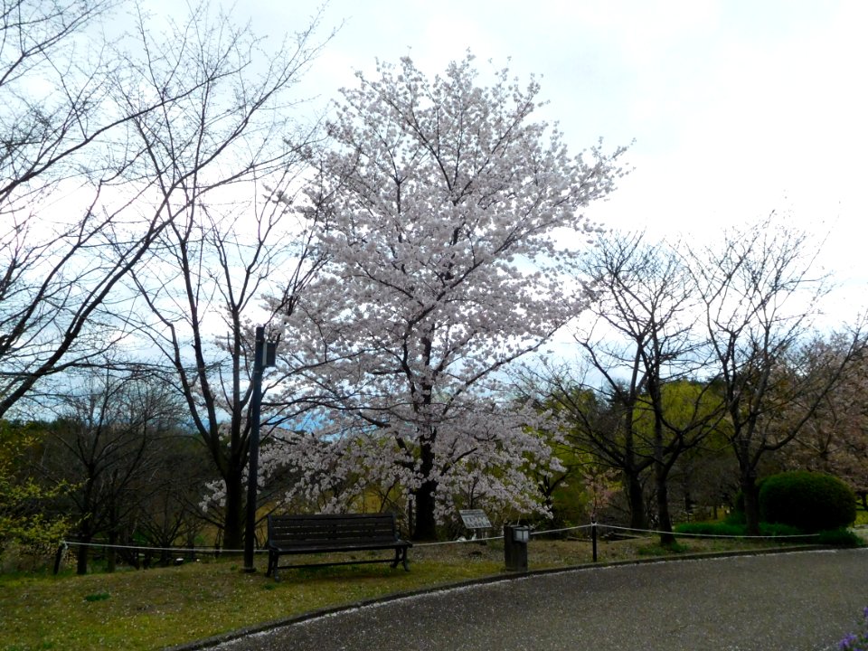 Uji City Botanical Garden DSCN2777