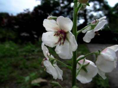 Verbascum blattaria, 2021-06-11, Banksville, 02