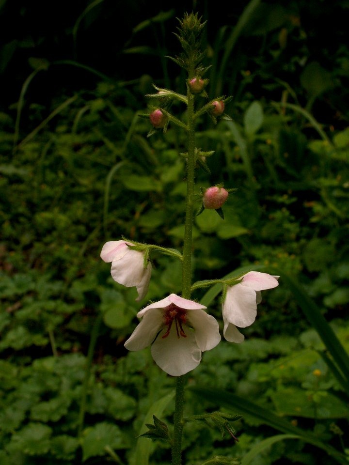 Verbascum blattaria, 2015-07-15, Mount Lebanon, 01