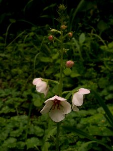 Verbascum blattaria, 2015-07-15, Mount Lebanon, 01