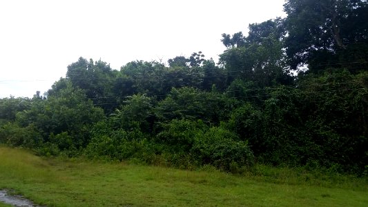 Uganda Virus Research Institute visit on 2 March 2018 - the forest 35