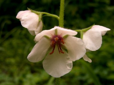 Verbascum blattaria, 2015-07-15, Mount Lebanon, 02