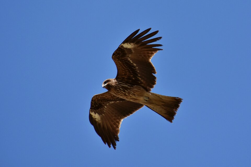 Wild birds raptor in africa