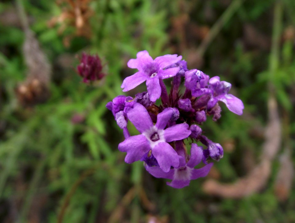 Verbena lilacina de la mina